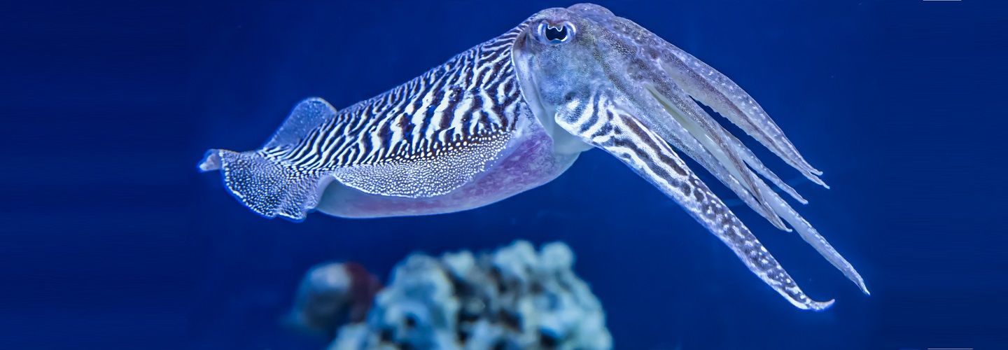 Cuttlefish in blue sea near coral