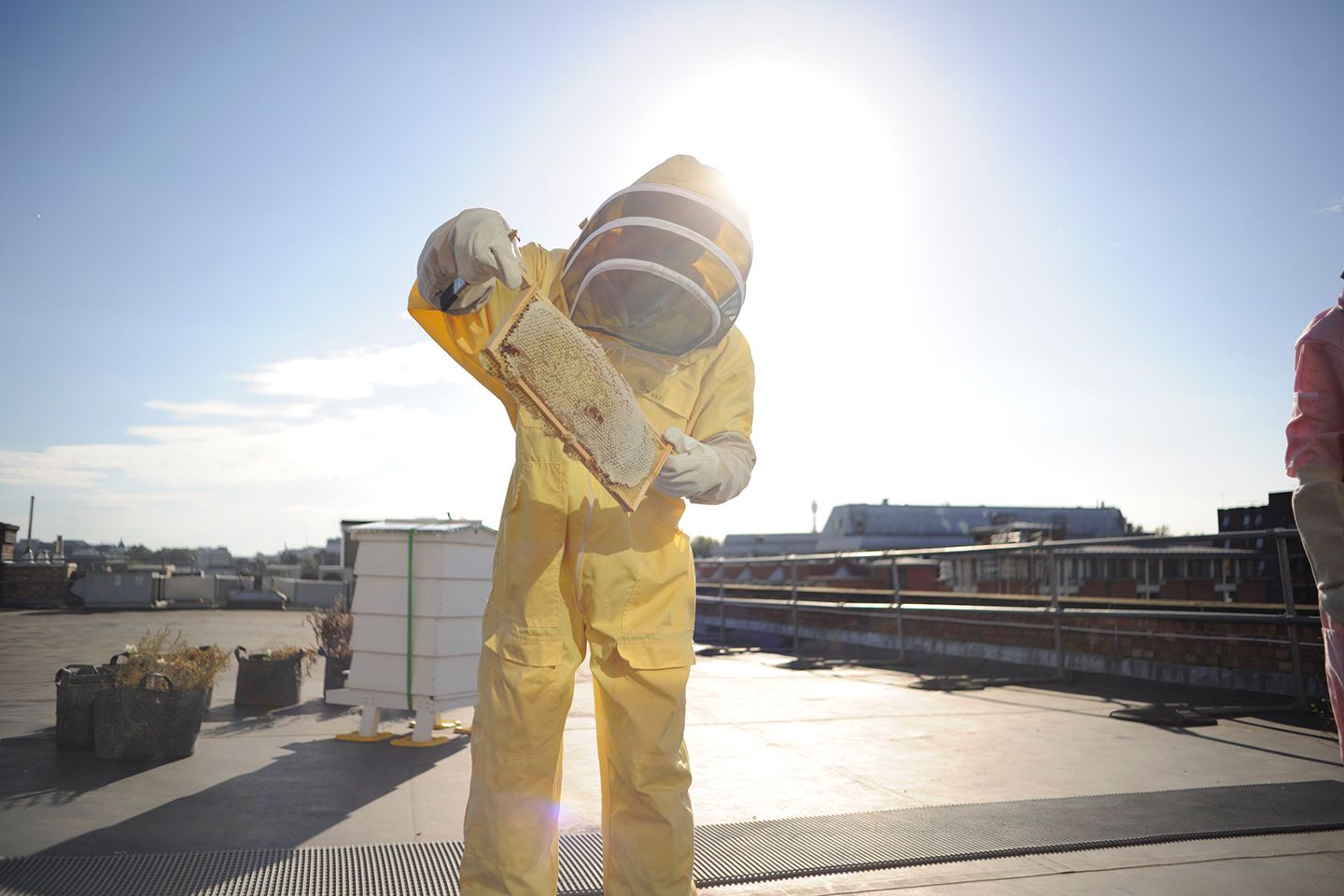 City volunteer on a roof in a bee suit holding a frame of honeycombs