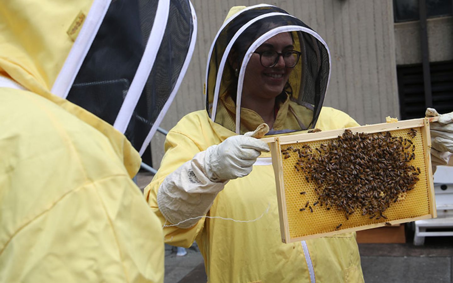 City staff member holds a honey super frame covered in bees