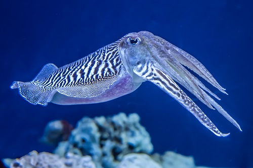 Cuttlefish: Chameleons of the sea