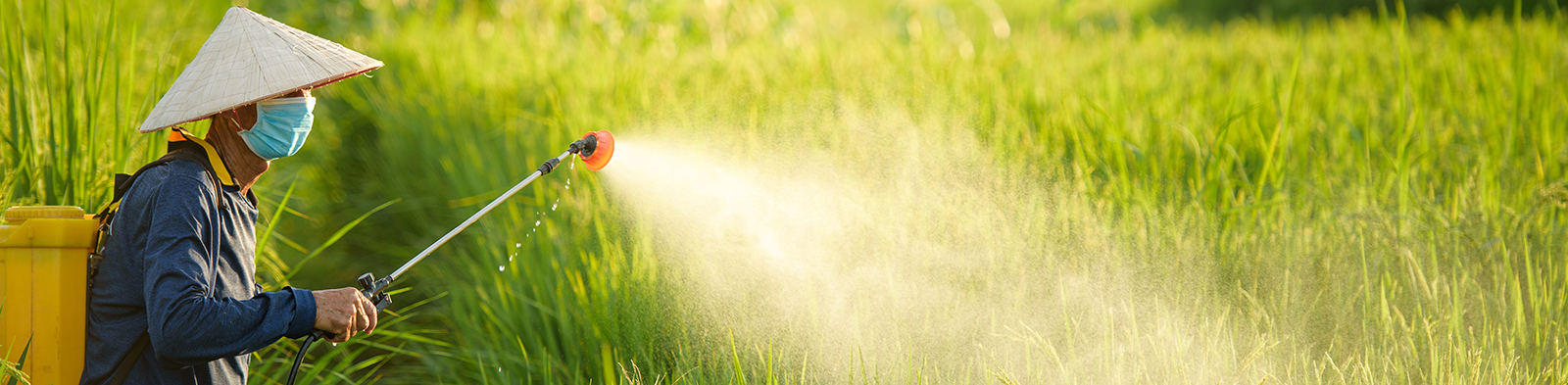 Chinese farmer sprays pesticide on crops